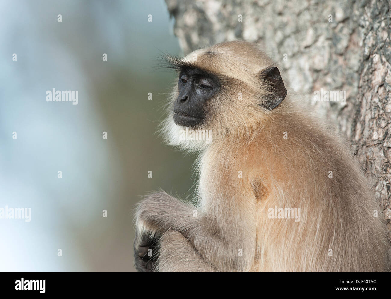 Langur tadoba national park hi-res stock photography and images - Alamy
