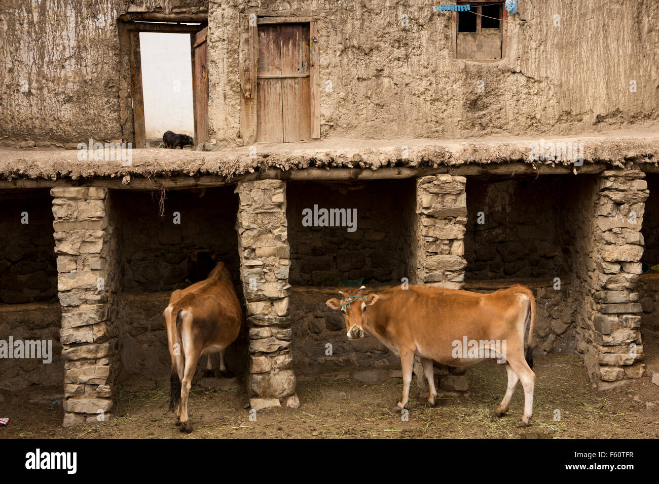 India, Himachal Pradesh, Spiti, Kaza, urban dairy cattle in new town centre house courtyard Stock Photo
