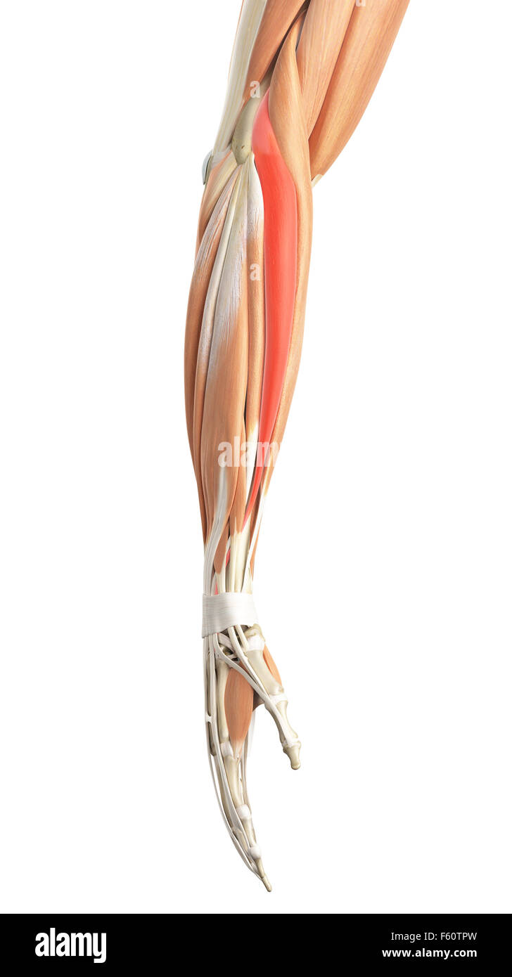 medically accurate illustration of the extensor carpi radialis longus Stock Photo