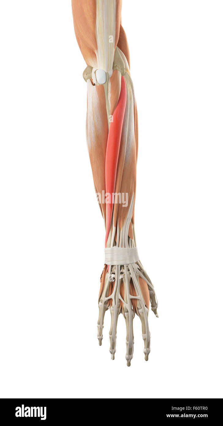 medically accurate illustration of the extensor carpi ulnaris Stock Photo