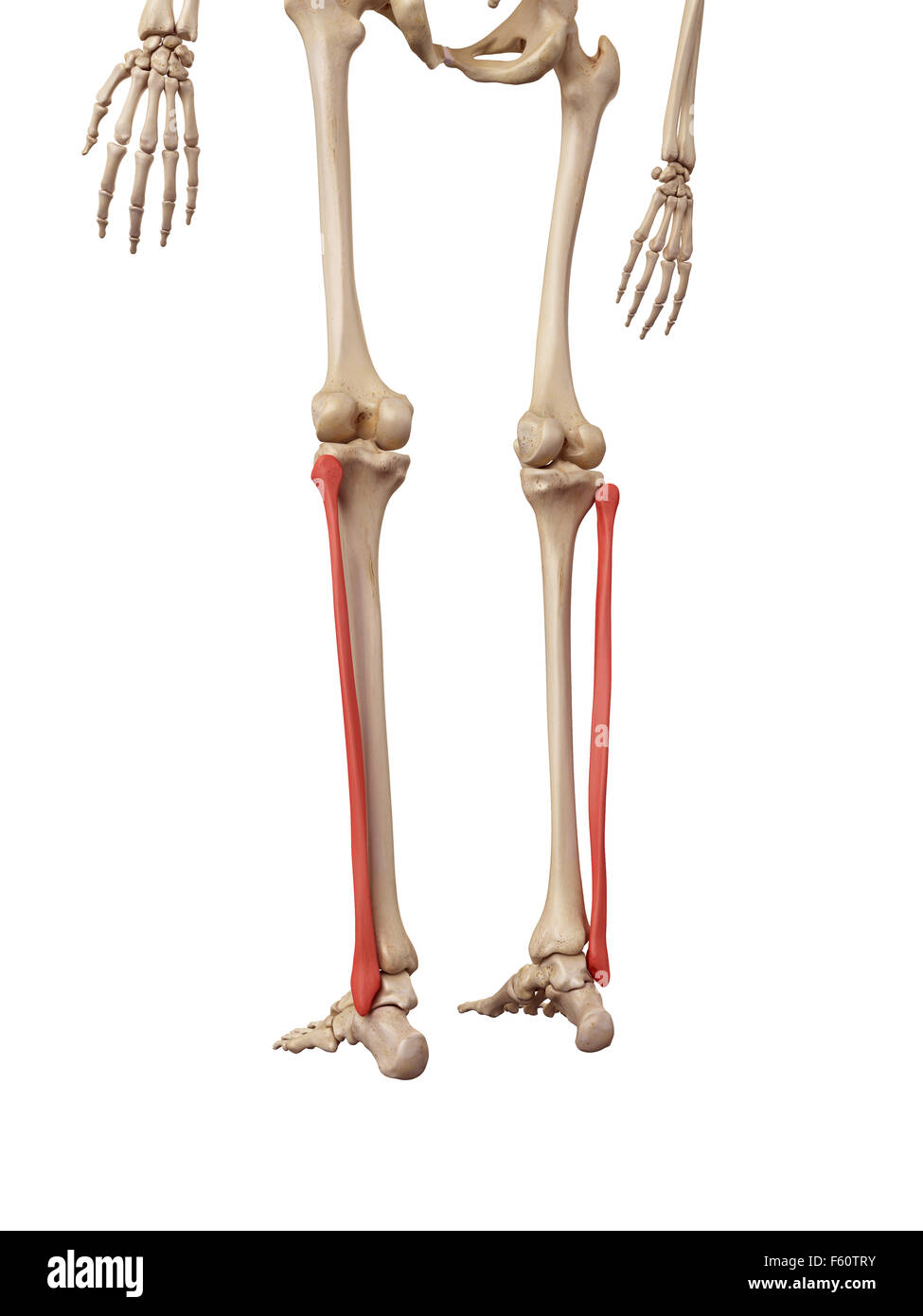 Fibula Bone Stock Photos & Fibula Bone Stock Images - Alamy