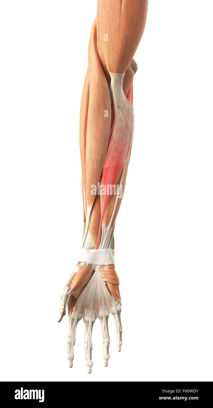 medically accurate illustration of the flexor carpi radialis Stock Photo