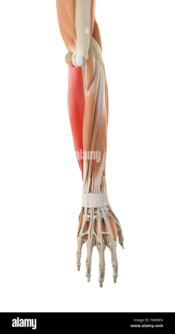 medically accurate illustration of the flexor carpi ulnaris Stock Photo