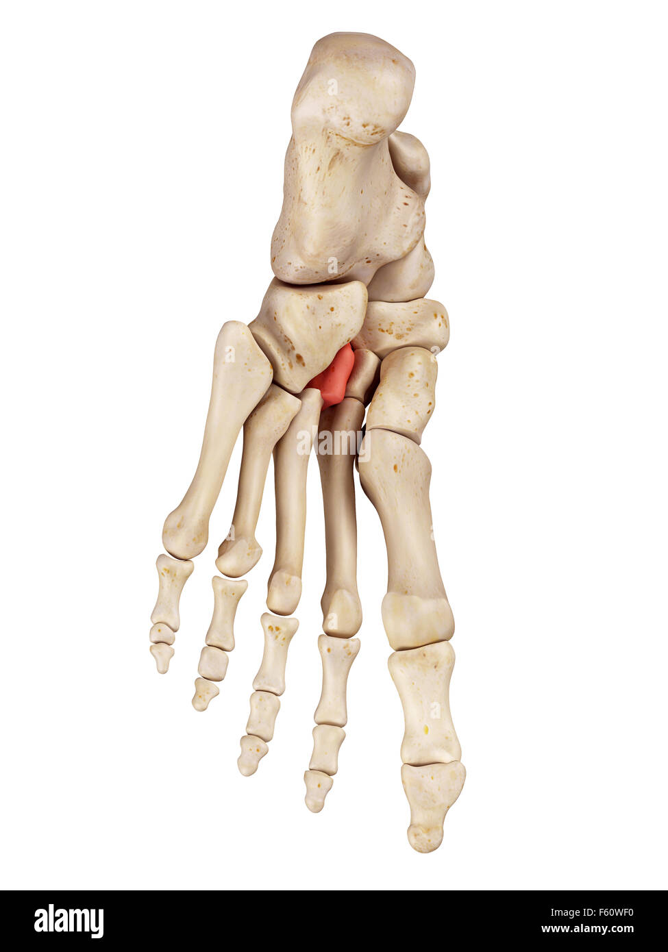 medical accurate illustration of the lateral cuneiform bone Stock Photo