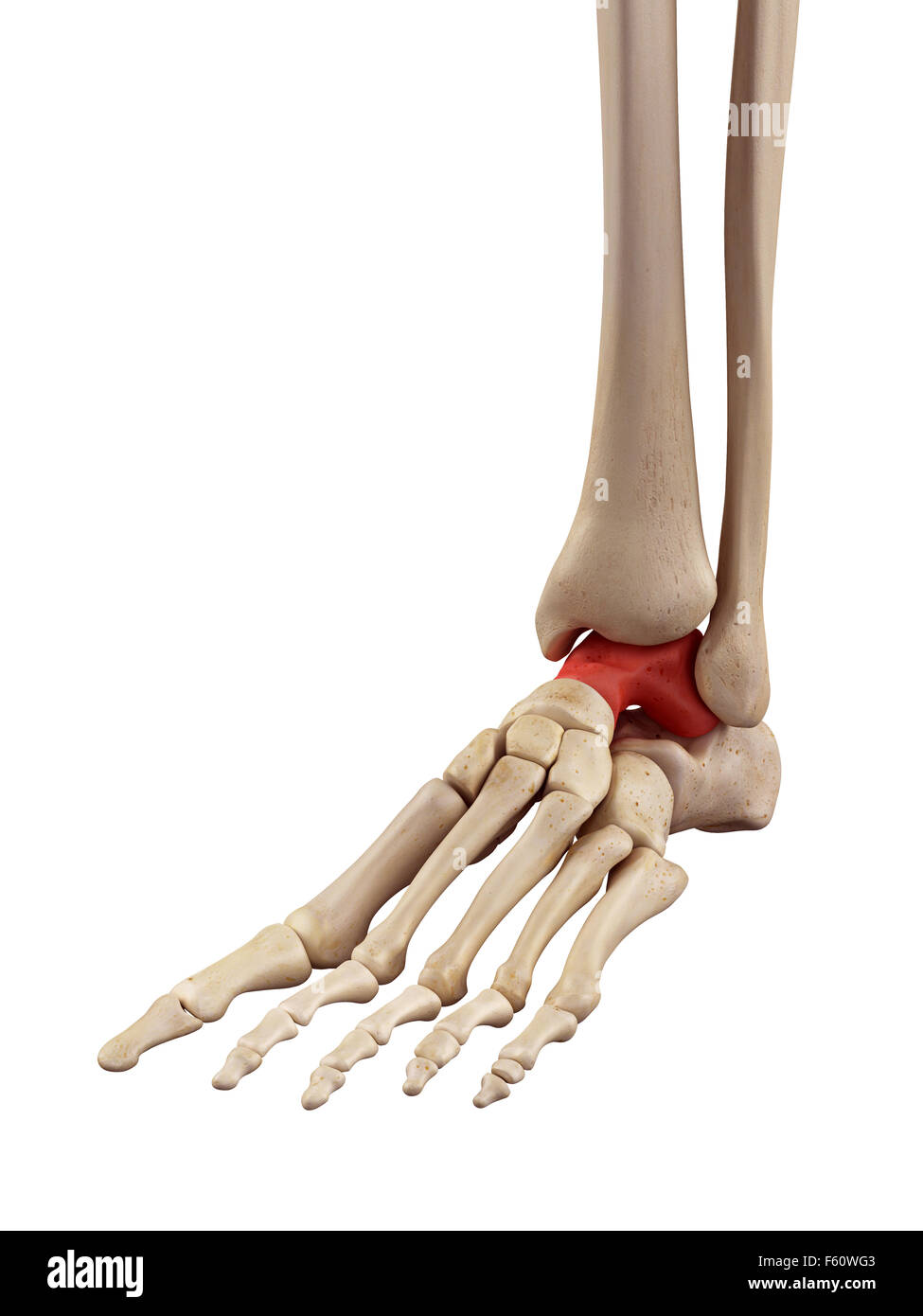 medical accurate illustration of the intermediate talus bone Stock Photo
