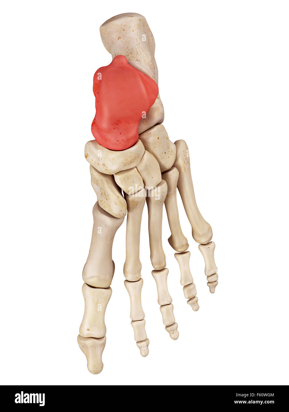 medical accurate illustration of the talus bone Stock Photo
