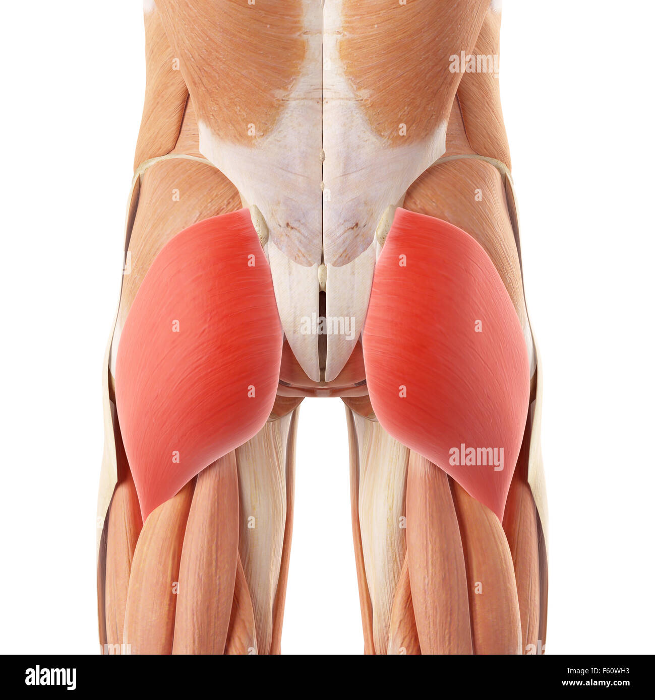 Gluteus maximus hi-res stock photography and images - Alamy