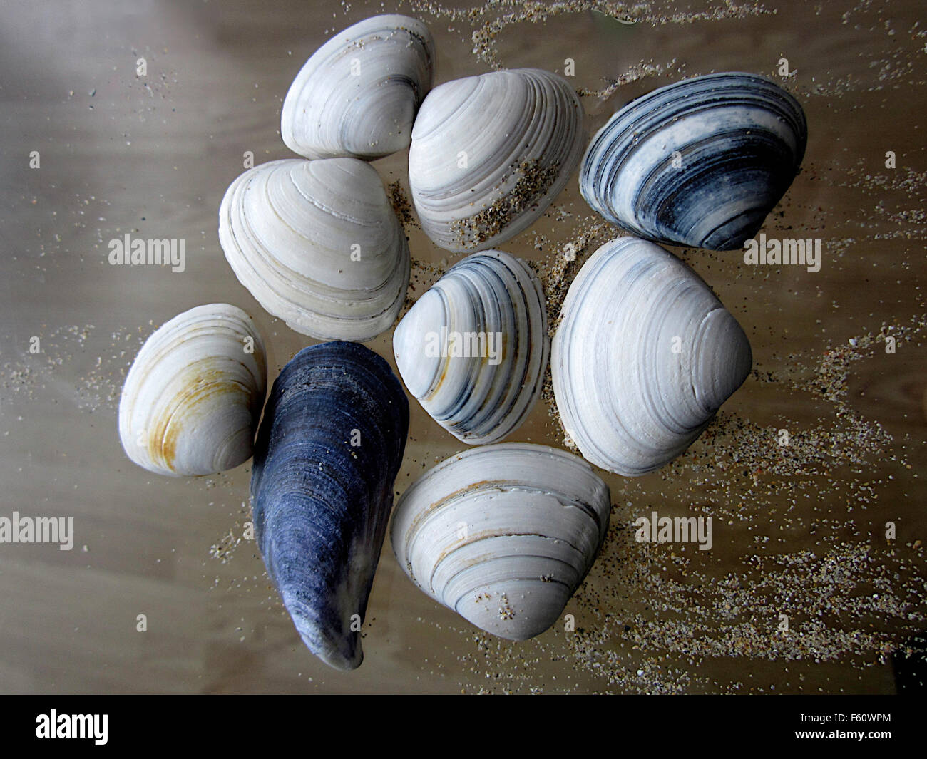 Still life showing sea shells and grains of sand Stock Photo - Alamy