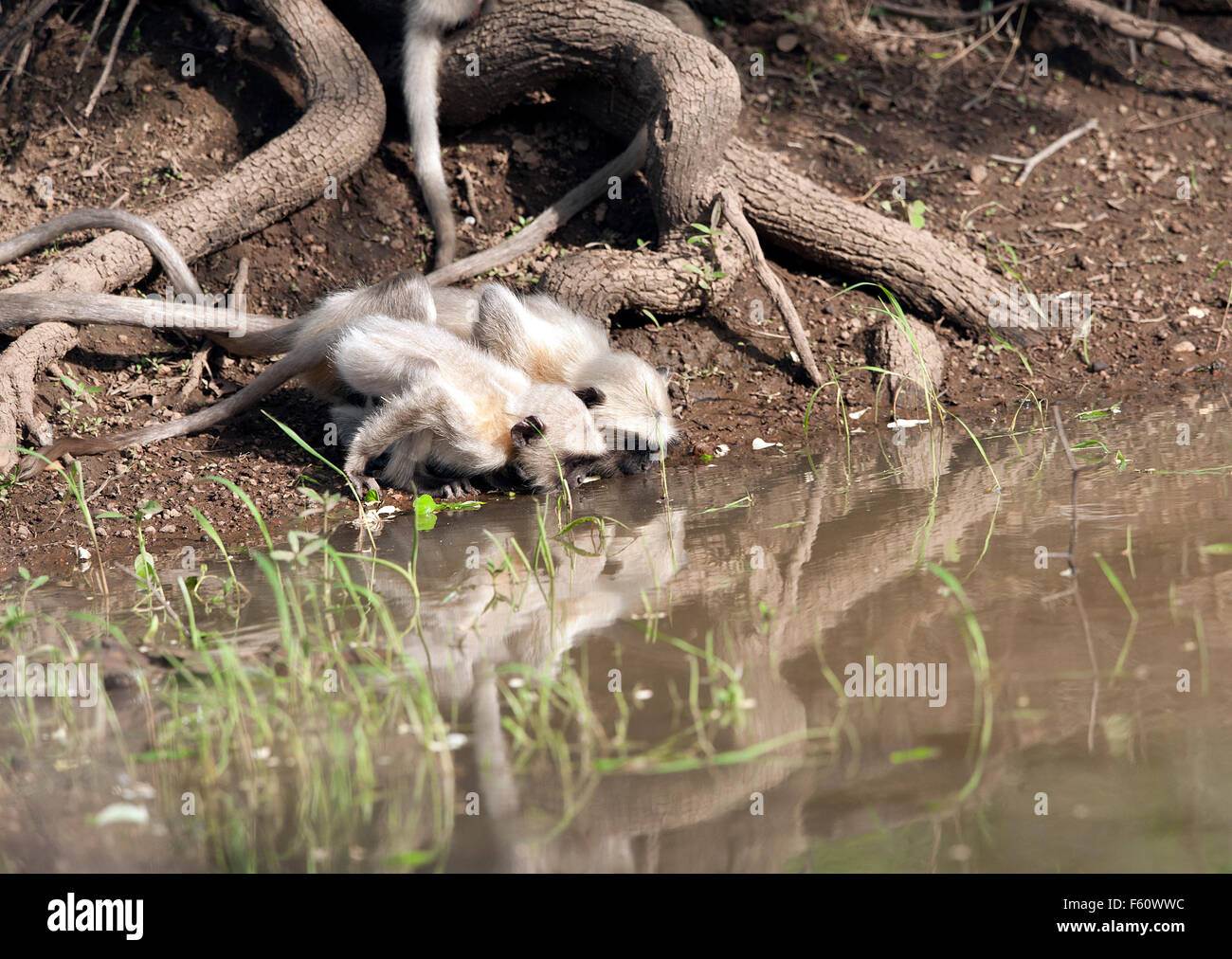 The image of Common Langur ( Presbytis entellus ) was take in Tadoba national park, India Stock Photo