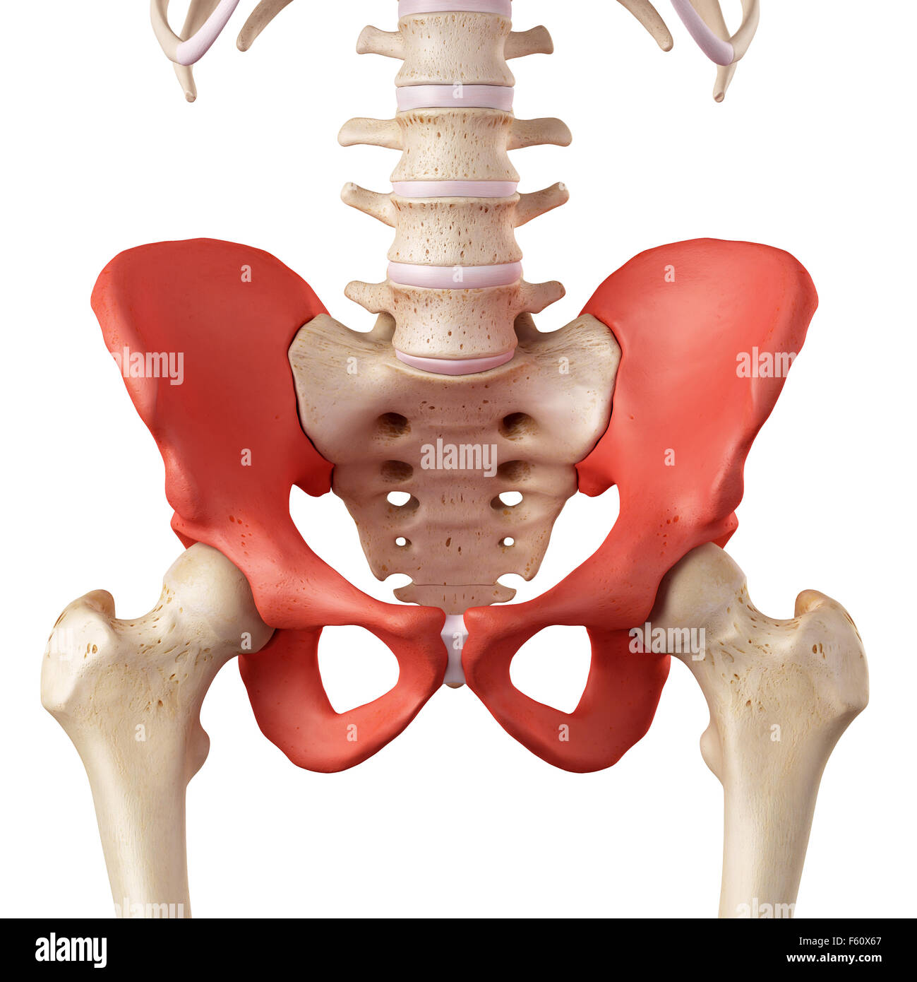 Hip skeleton hi-res stock photography and images - Alamy