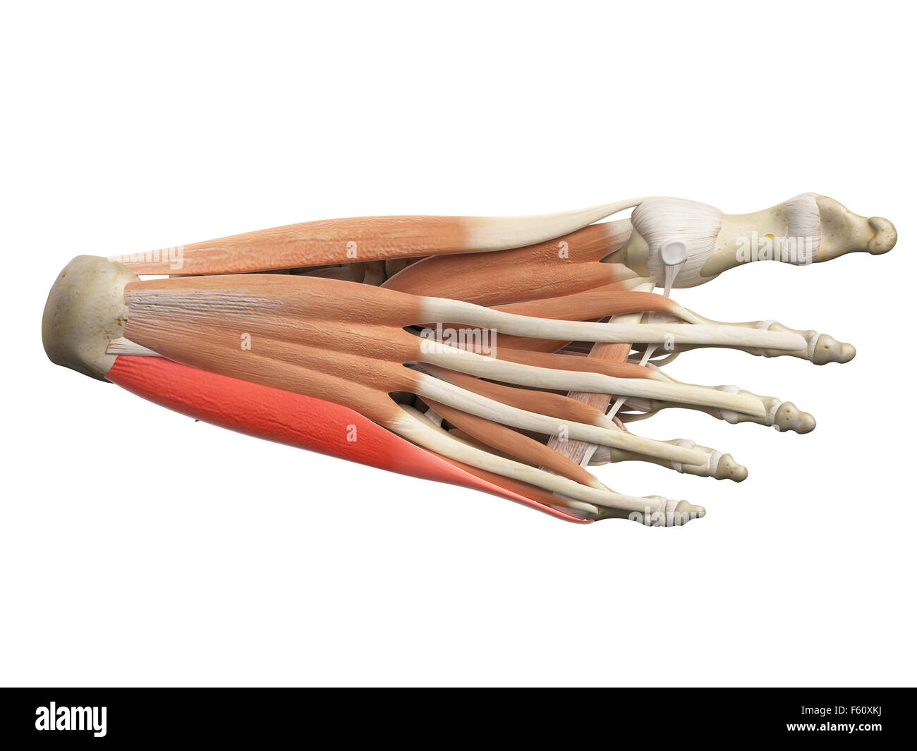 Abductor muscle hi-res stock photography and images - Alamy