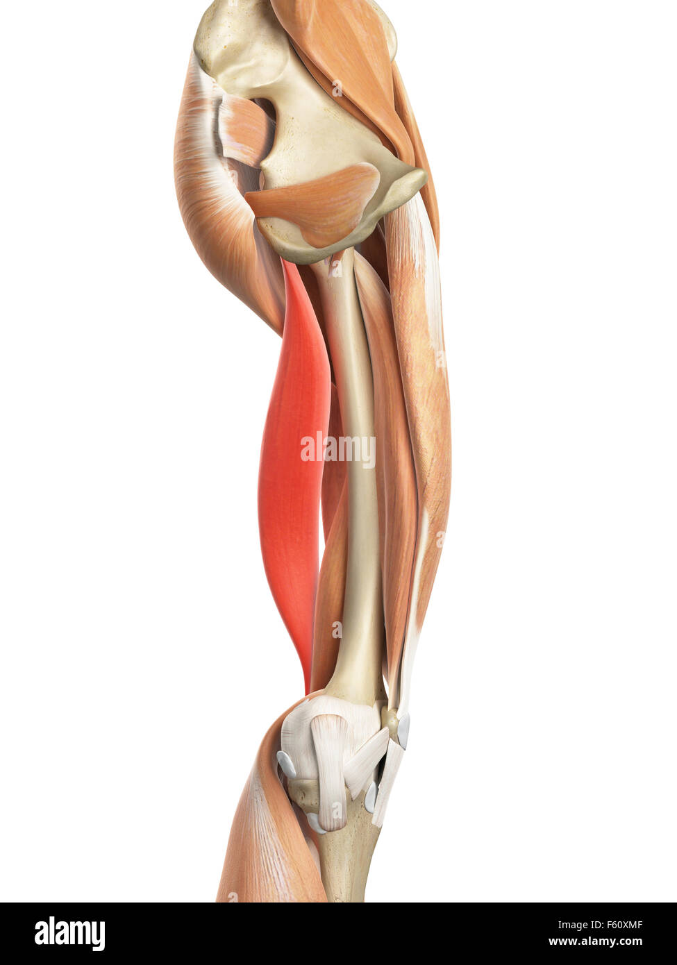 Leg biceps hi-res stock photography and images - Alamy