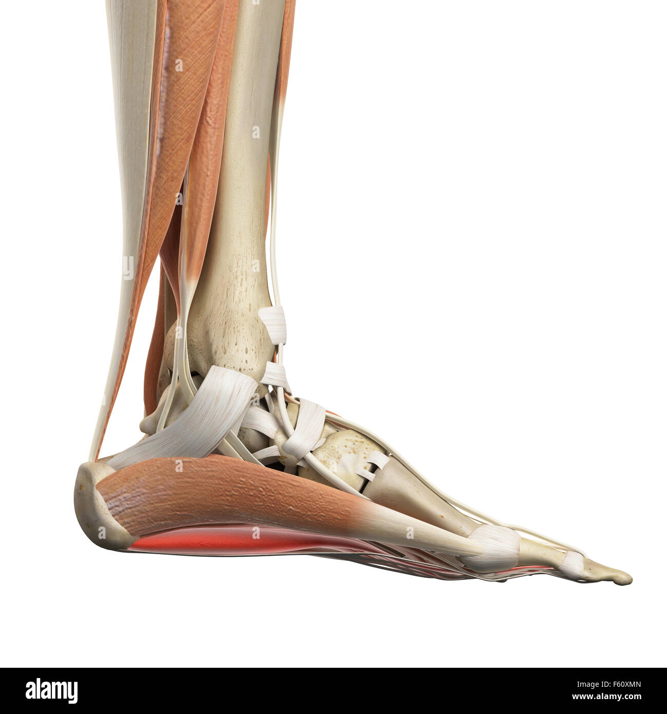 medically accurate illustration of the flexor digitorum brevis Stock ...