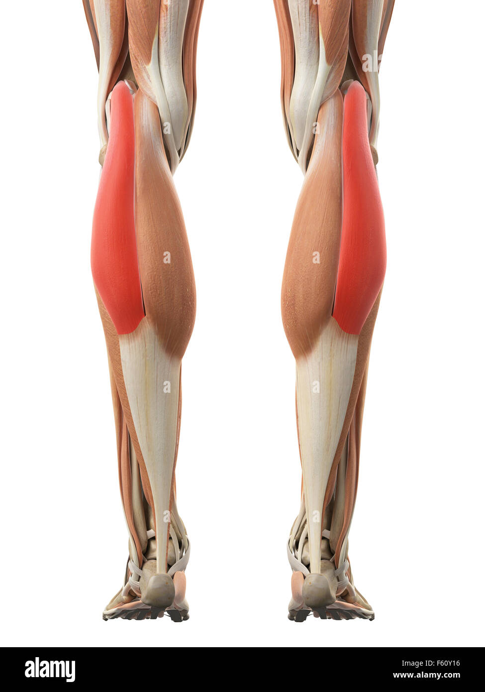 medically accurate illustration of the gastrocnemius lateral head Stock Photo