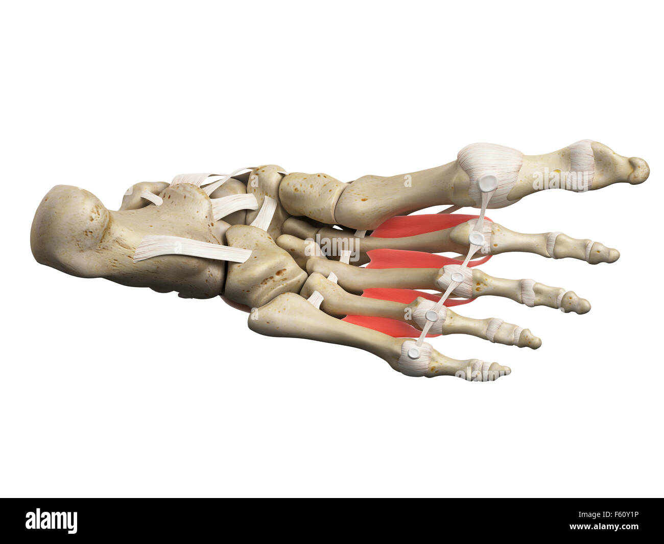 medically accurate illustration of the dorsal interosseous muscles Stock Photo