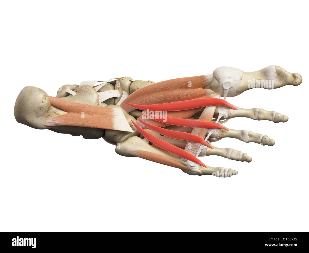 medically accurate illustration of the lumbrical muscles Stock Photo