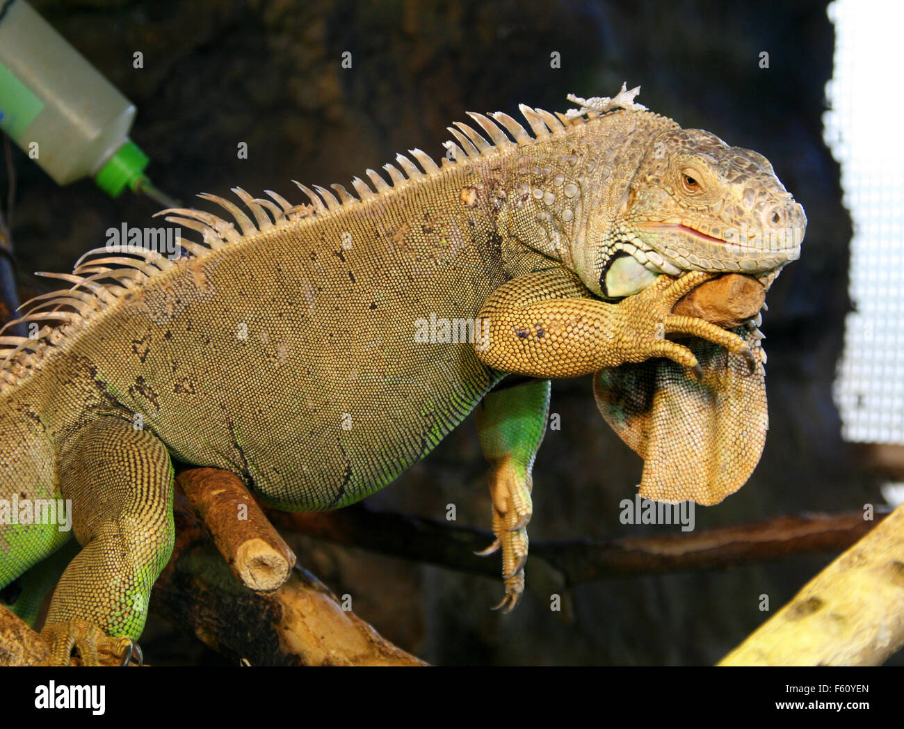 Big green iguana on the branch in terrarium Stock Photo Alamy
