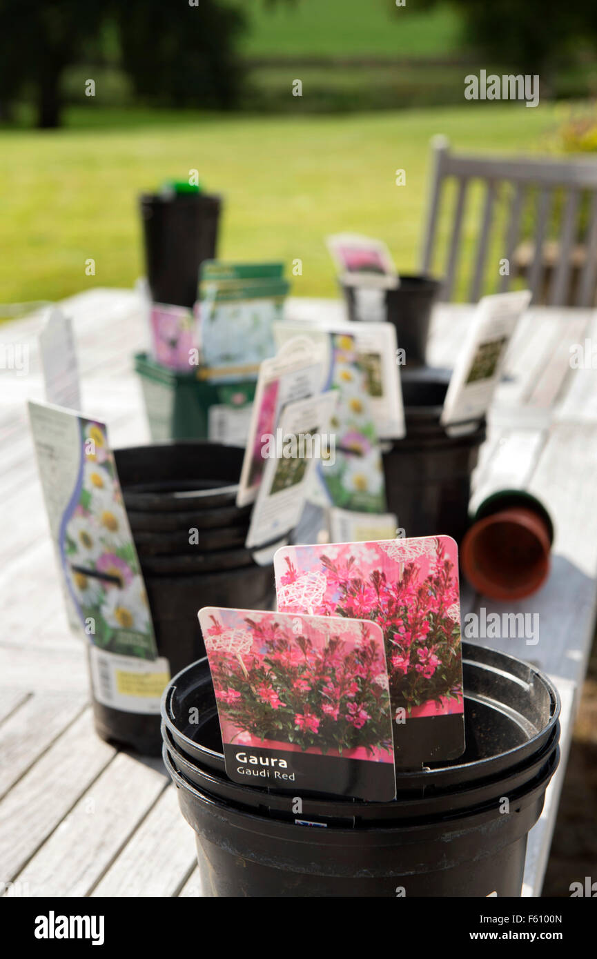 Empty plant pots on a garden table including Gaura UK Stock Photo Alamy