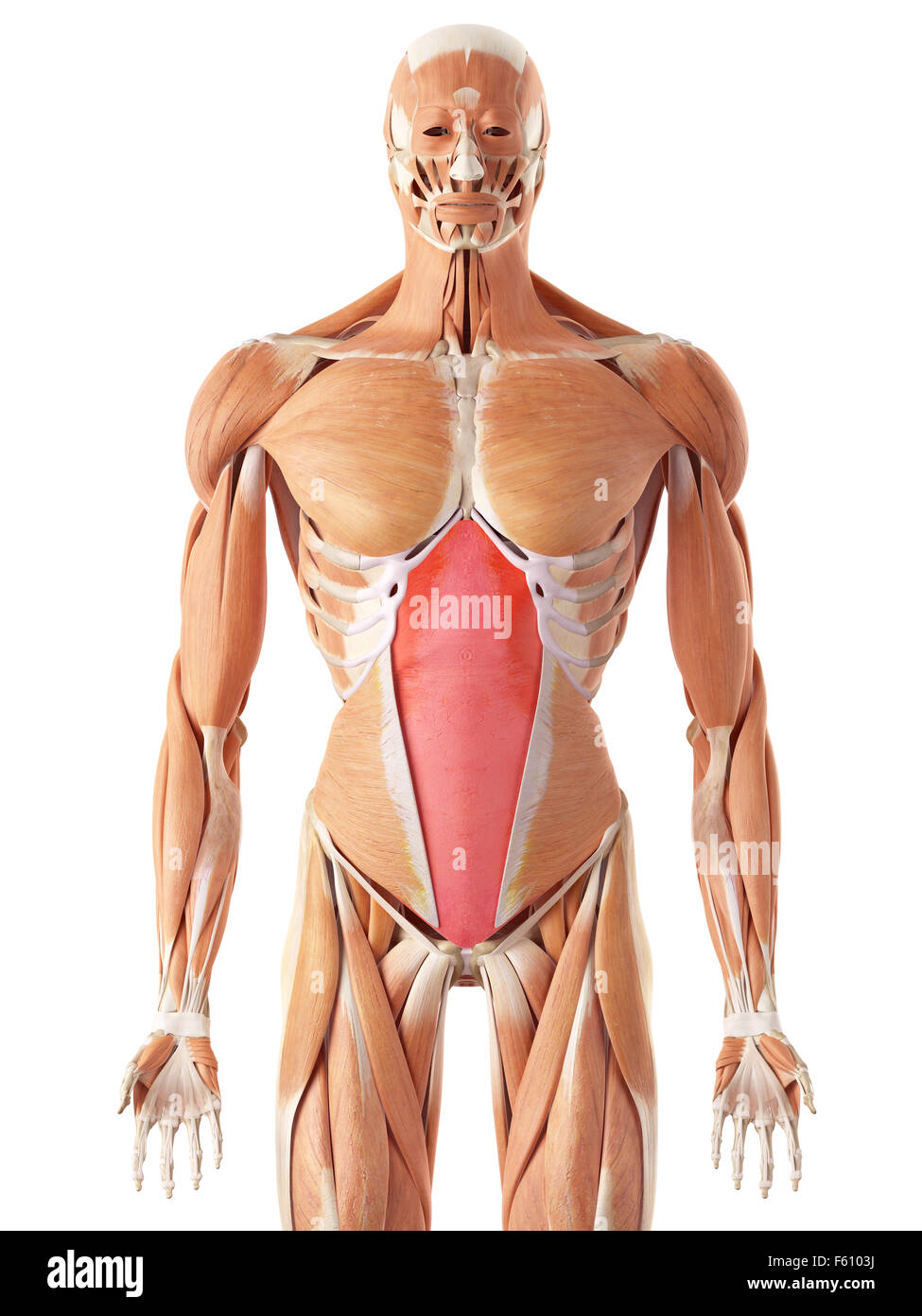 Kendall Shiree: Journey of an Independent Artist, image size:975x1390