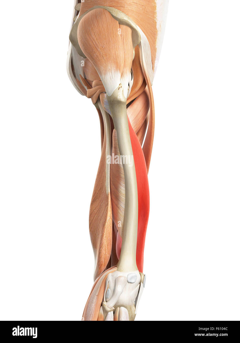 Vastus medialis