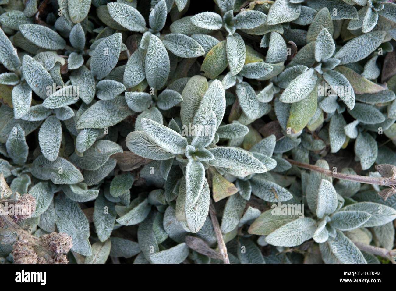 Lambs ear soft furry plant hires stock photography and images Alamy