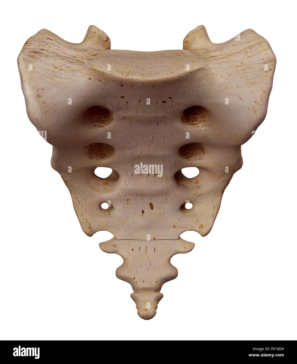 medically accurate illustration of the sacrum Stock Photo