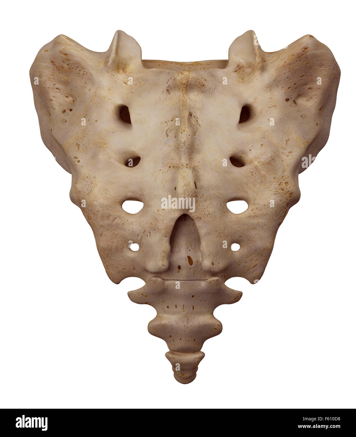 medically accurate illustration of the sacrum Stock Photo