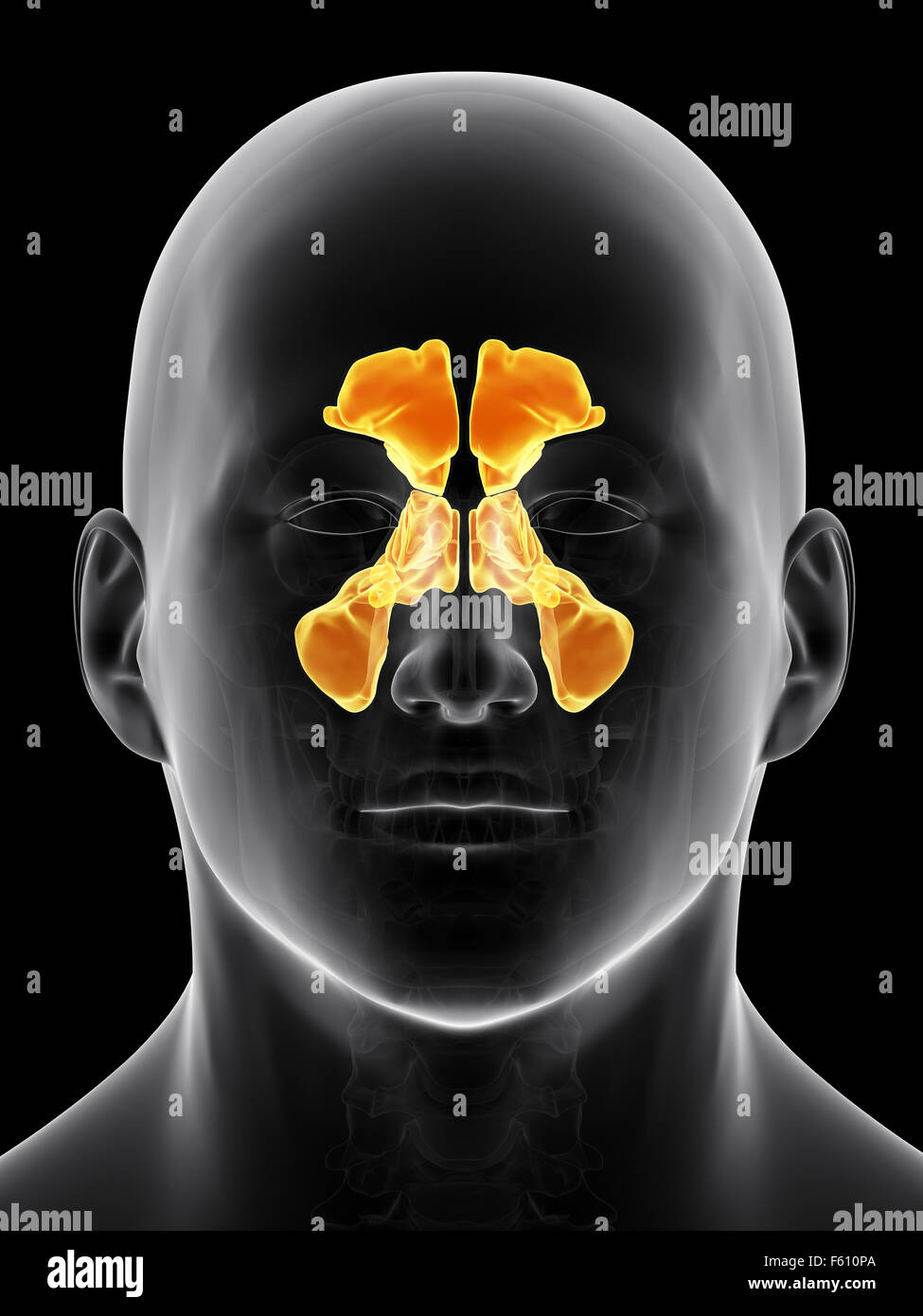 Sinuses Of The Head Biology Diagrams