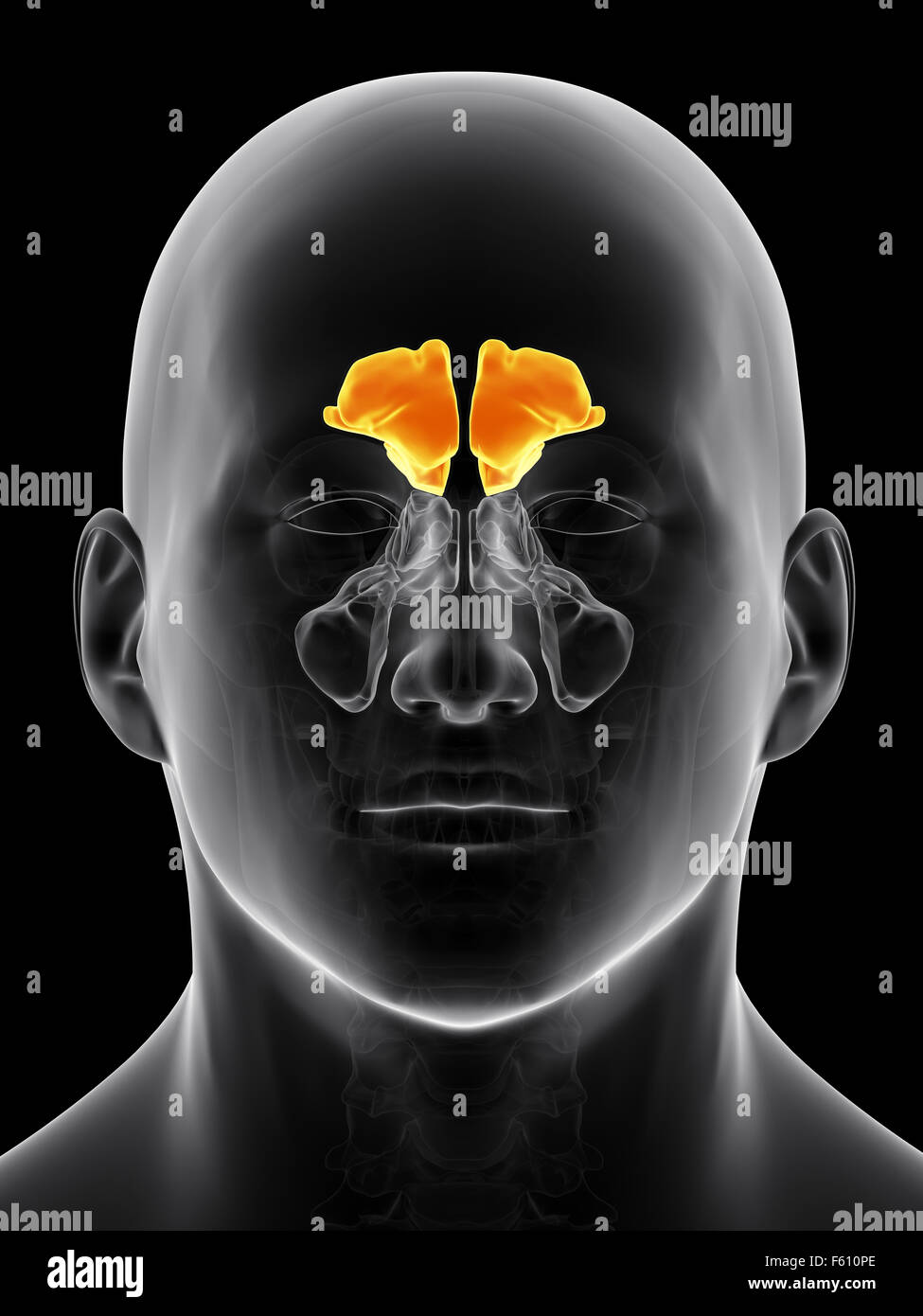 medically accurate illustration of the frontal sinus Stock Photo
