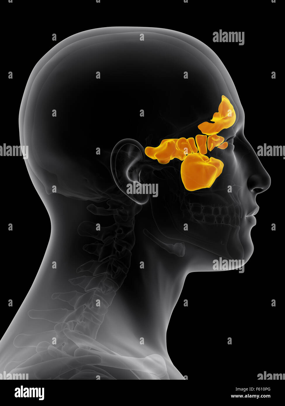 medically accurate illustration of the sinuses Stock Photo
