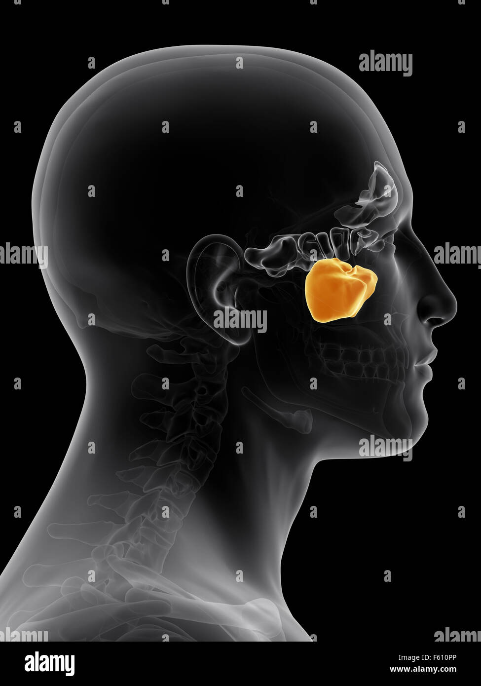 medically accurate illustration of the maxiallary sinus Stock Photo