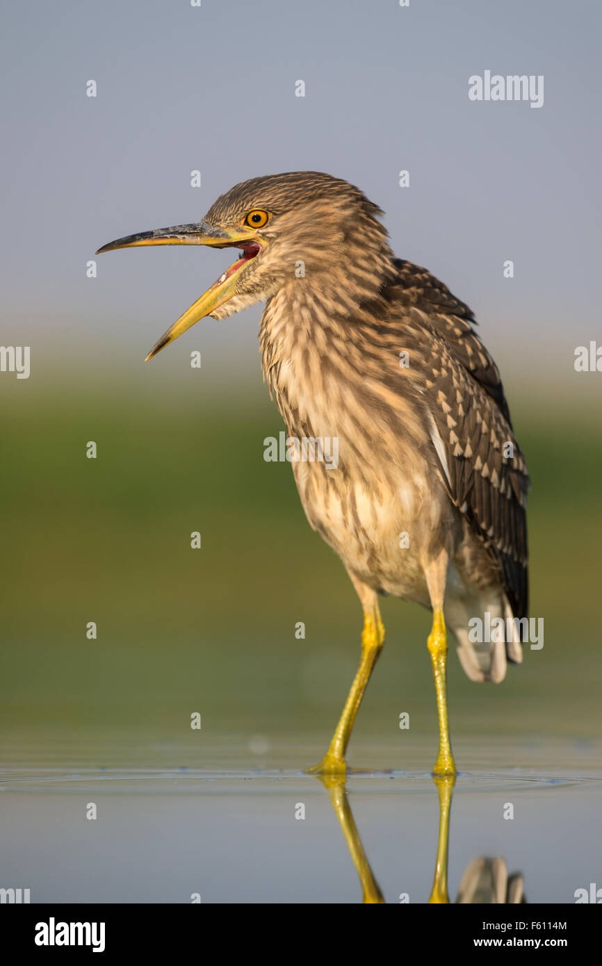 Black-crowned night heron (Nycticorax nycticorax), young bird attempting to devour its prey in the water Stock Photo