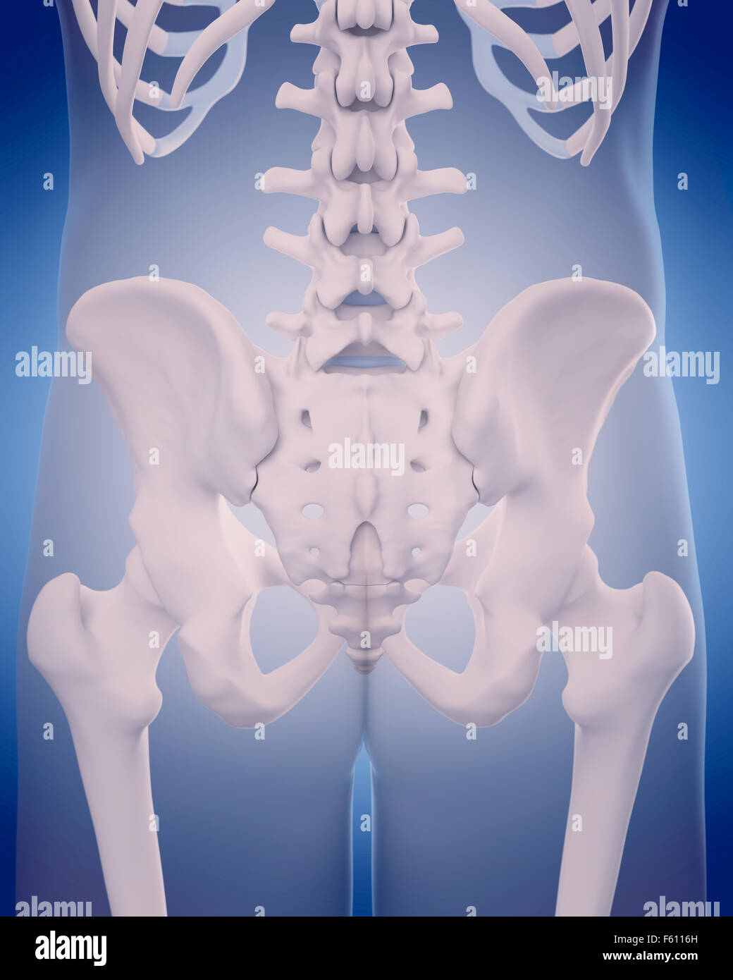medically accurate illustration - bones of the hip Stock Photo