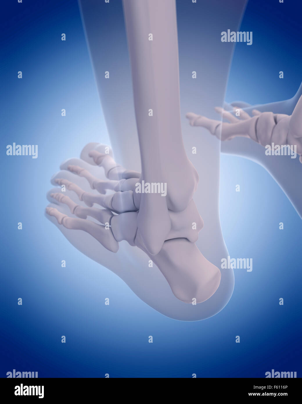 medically accurate illustration bones of the foot Stock Photo Alamy(05)