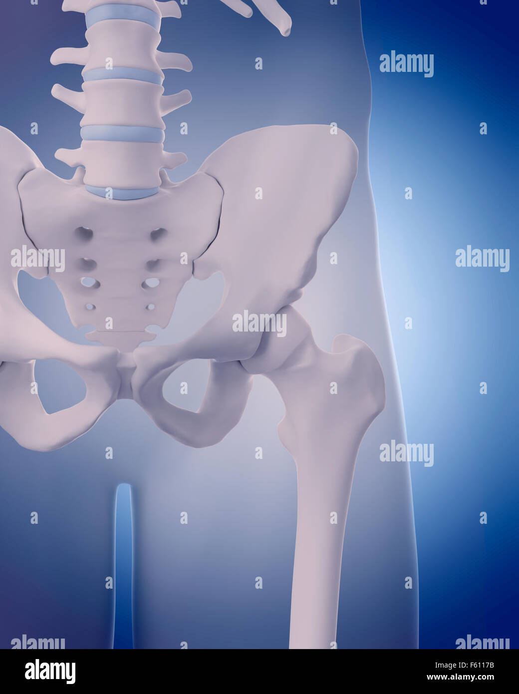 medically accurate illustration - bones of the hip Stock Photo