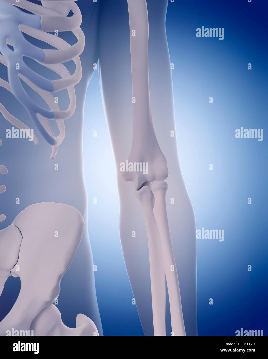 medically accurate illustration bones of the elbow Stock Photo Alamy