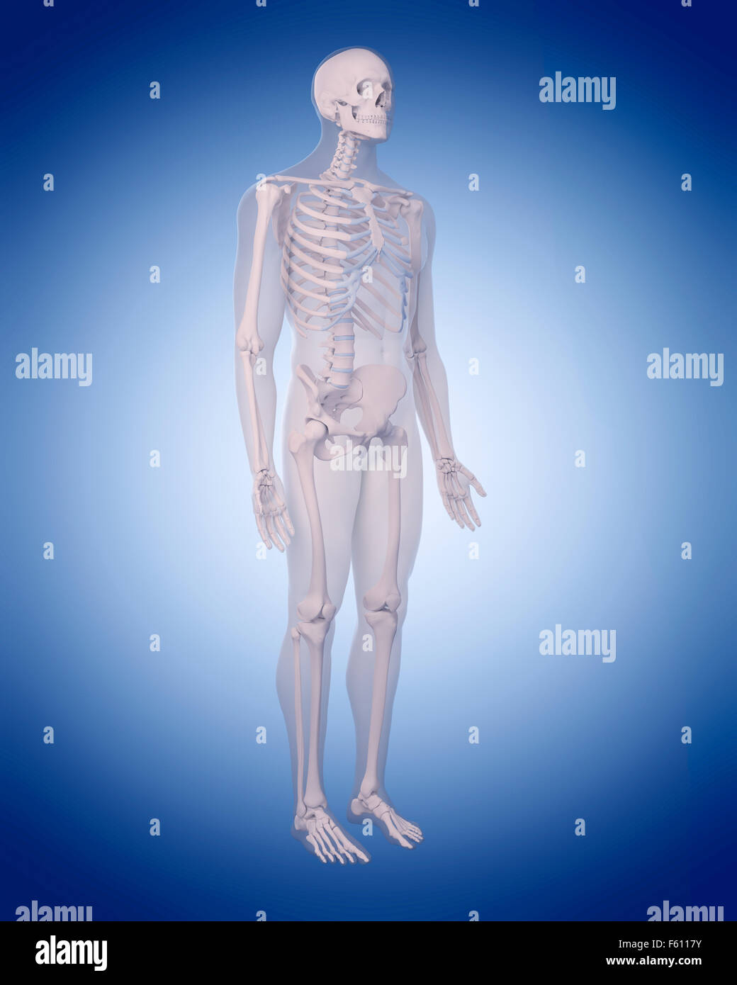 Thoracic skeleton hi-res stock photography and images - Alamy