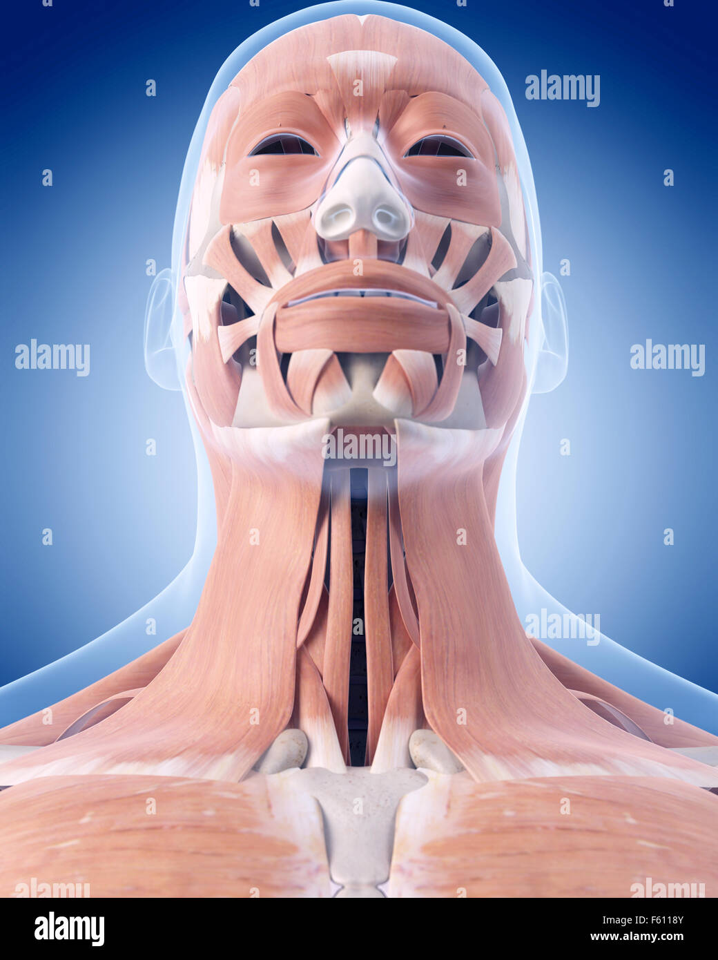medically accurate illustration of the neck muscles Stock Photo