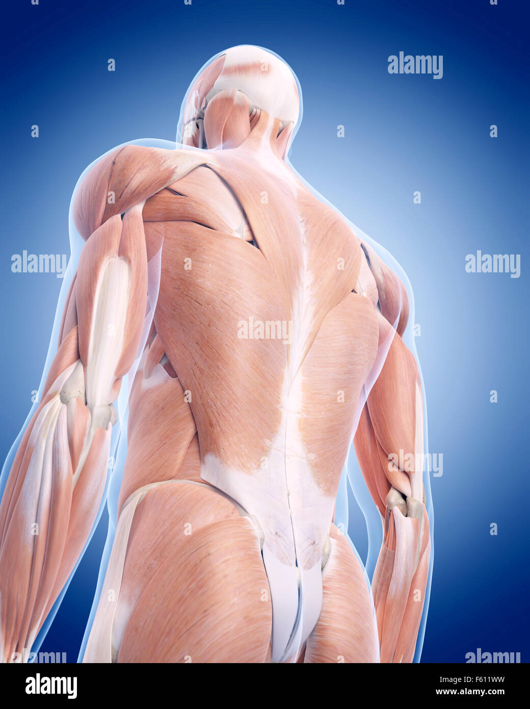 medically accurate illustration of the back muscles Stock Photo