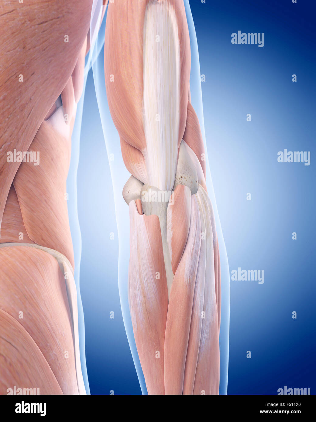 medically accurate illustration of the elbow anatomy Stock Photo Alamy