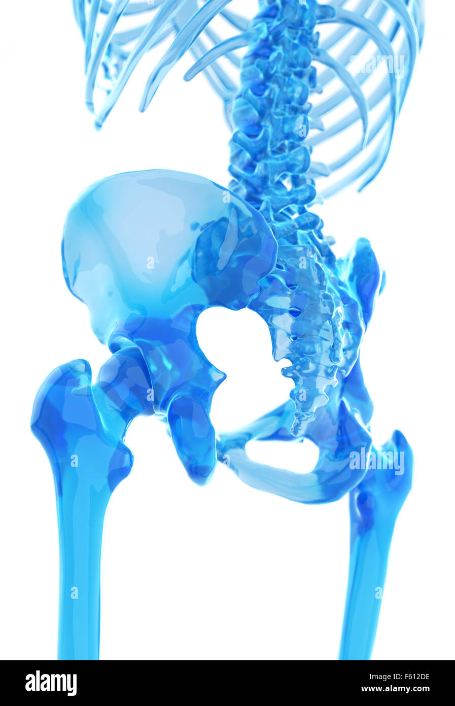  Human hip bones hi-res stock photography and images - Alamy