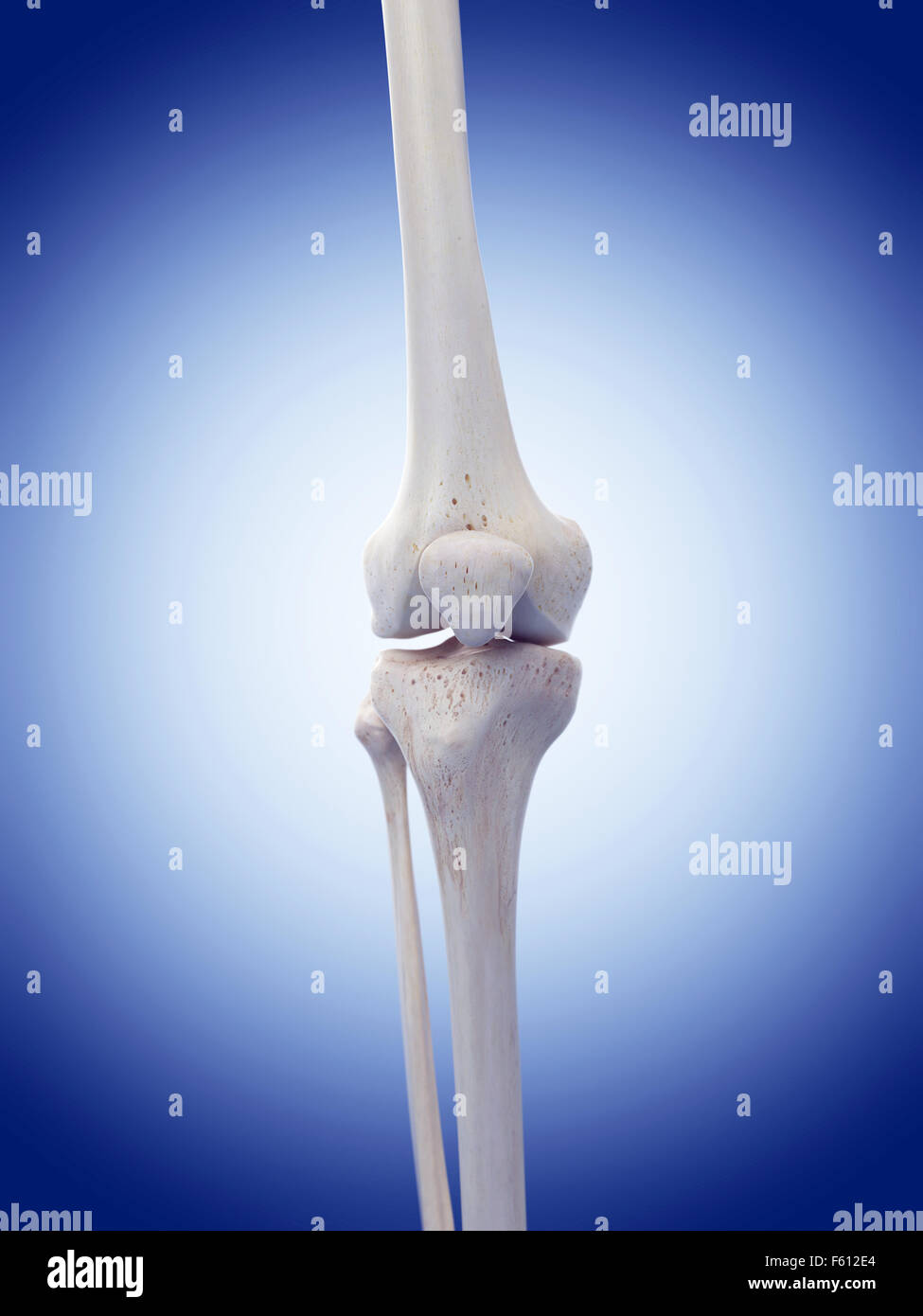 Tibia and fibula hi-res stock photography and images - Alamy