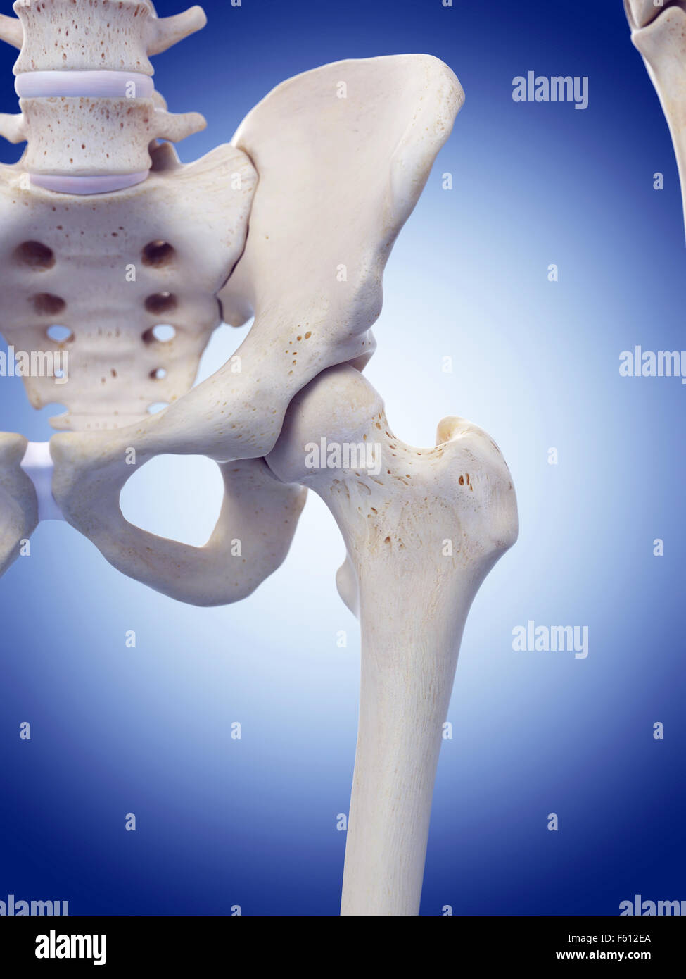 medically accurate illustration of the hip joint Stock Photo