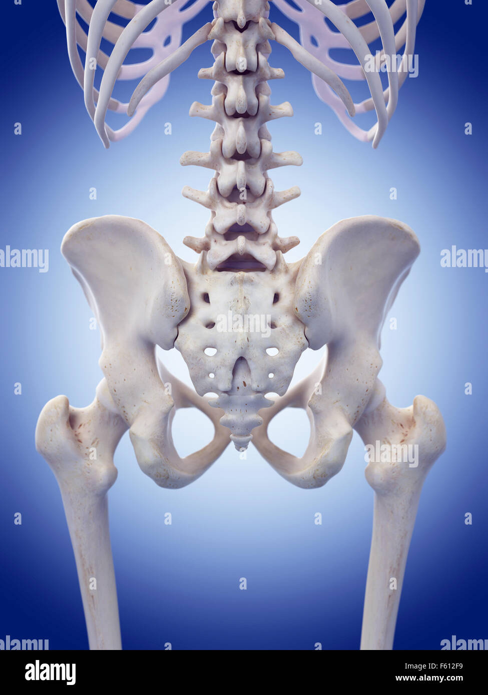 Lumbar Ribs High Resolution Stock Photography and Images - Alamy