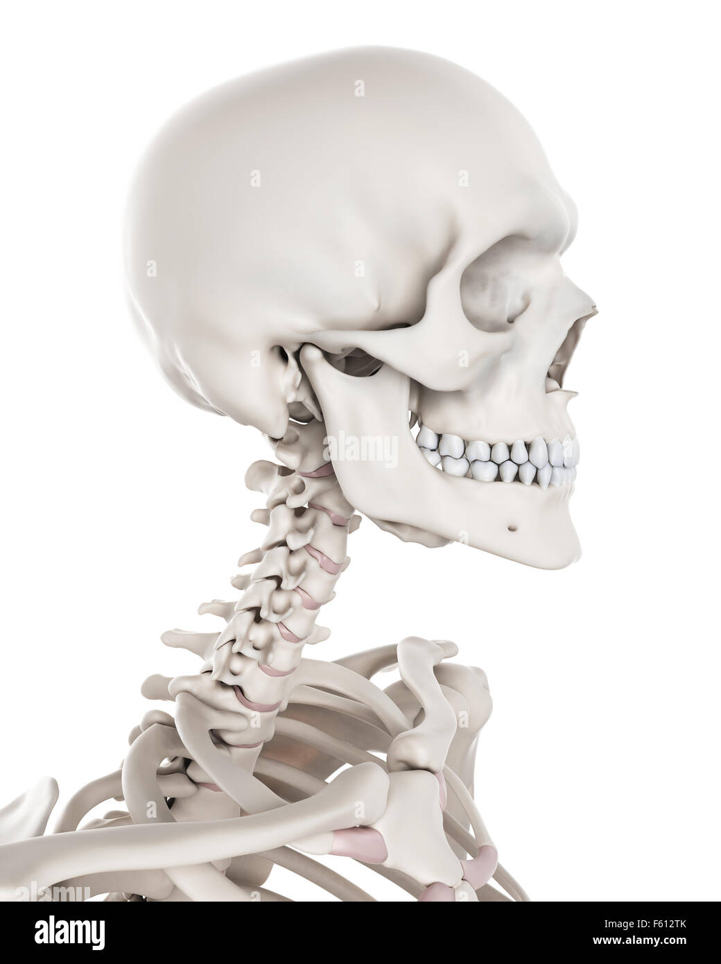Human Skull Cervical Spine Illustration Stock Photos & Human Skull