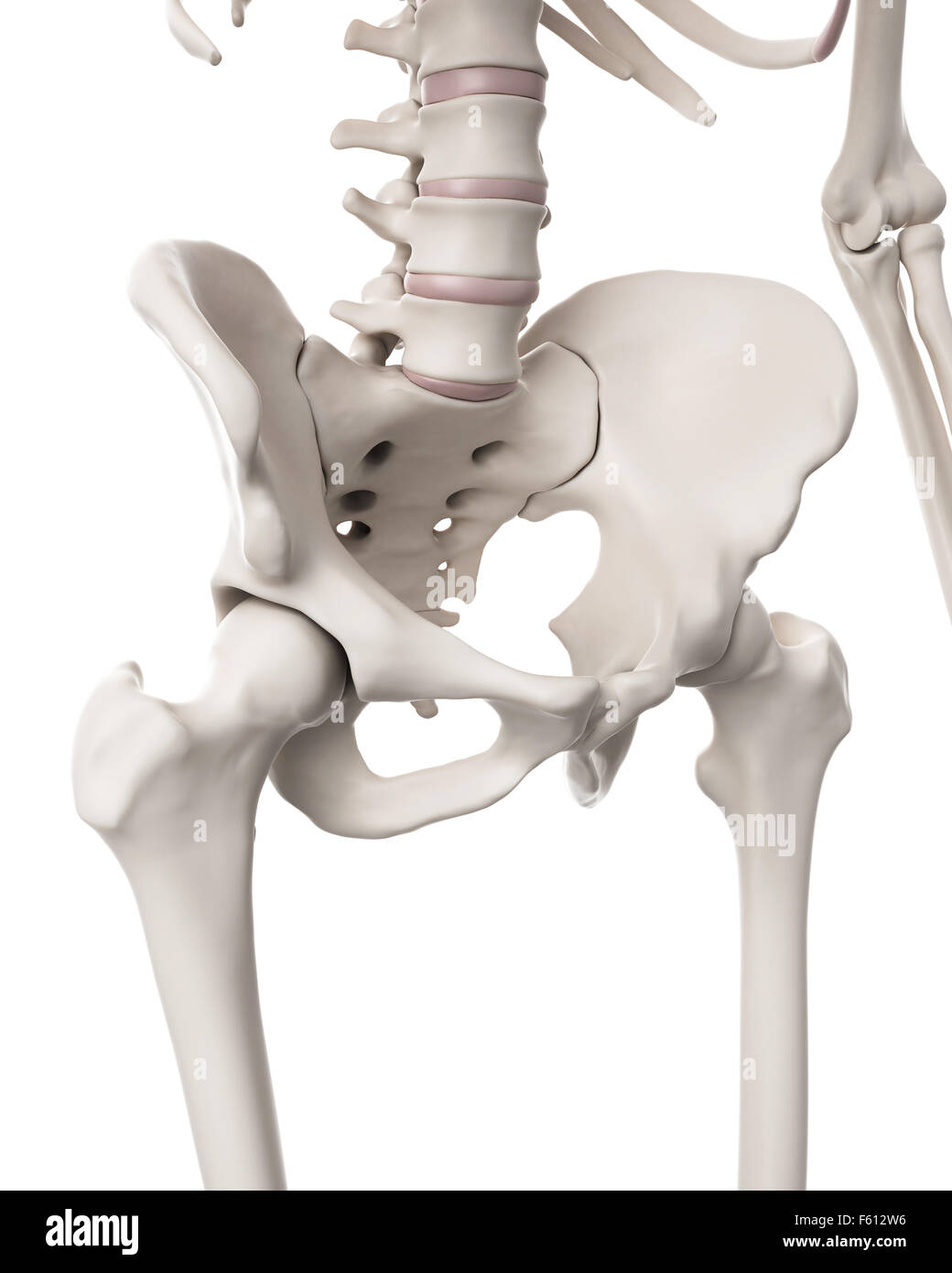 перелом головки малой бедренной кости. таз анатомия вертлужная впадина. скелет человека тазобедренный сустав. скелет человека тазовая часть. сустав головки бедренной кости.