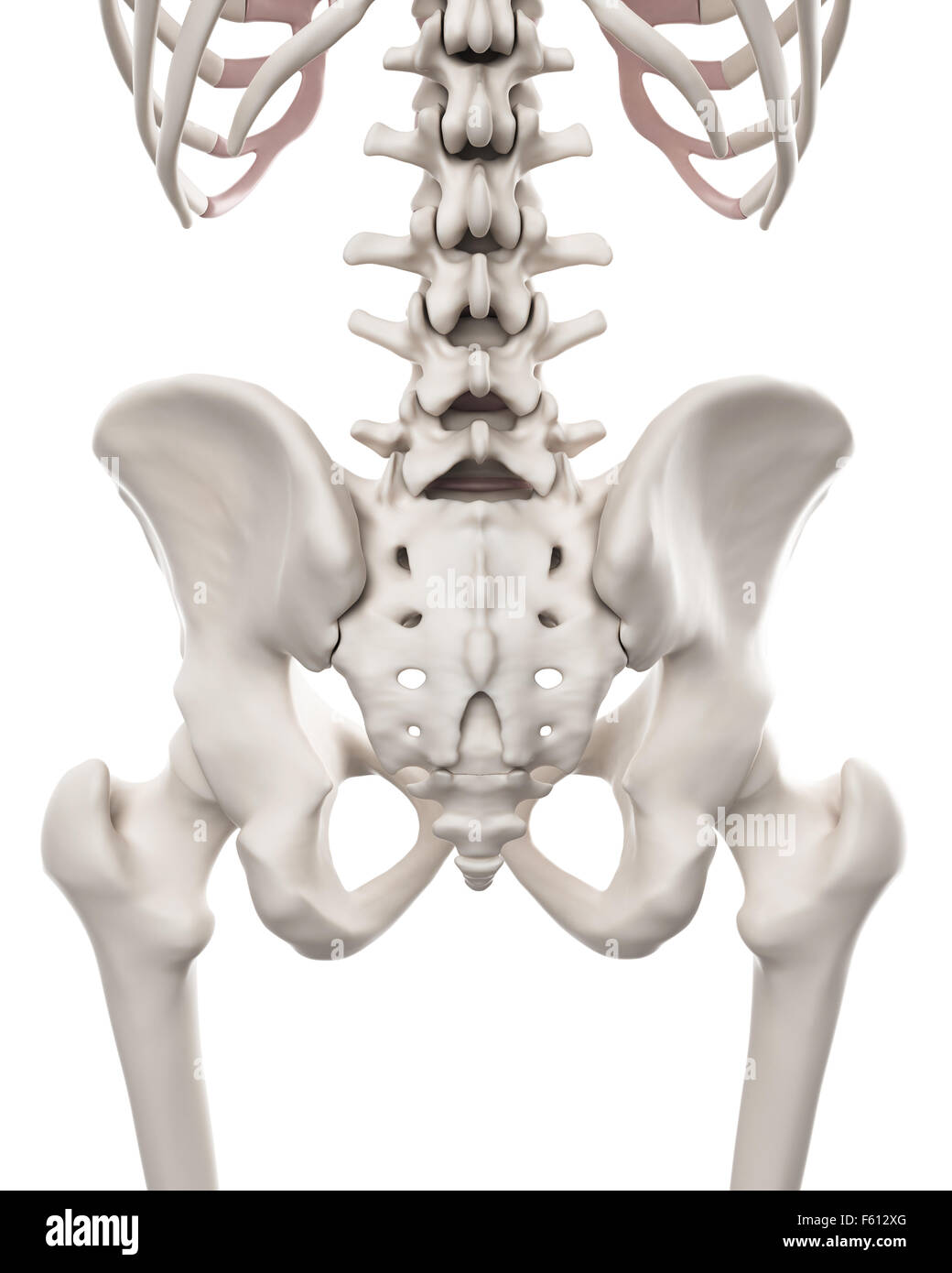medically accurate illustration of the skeletal system - the hip and lower spine Stock Photo