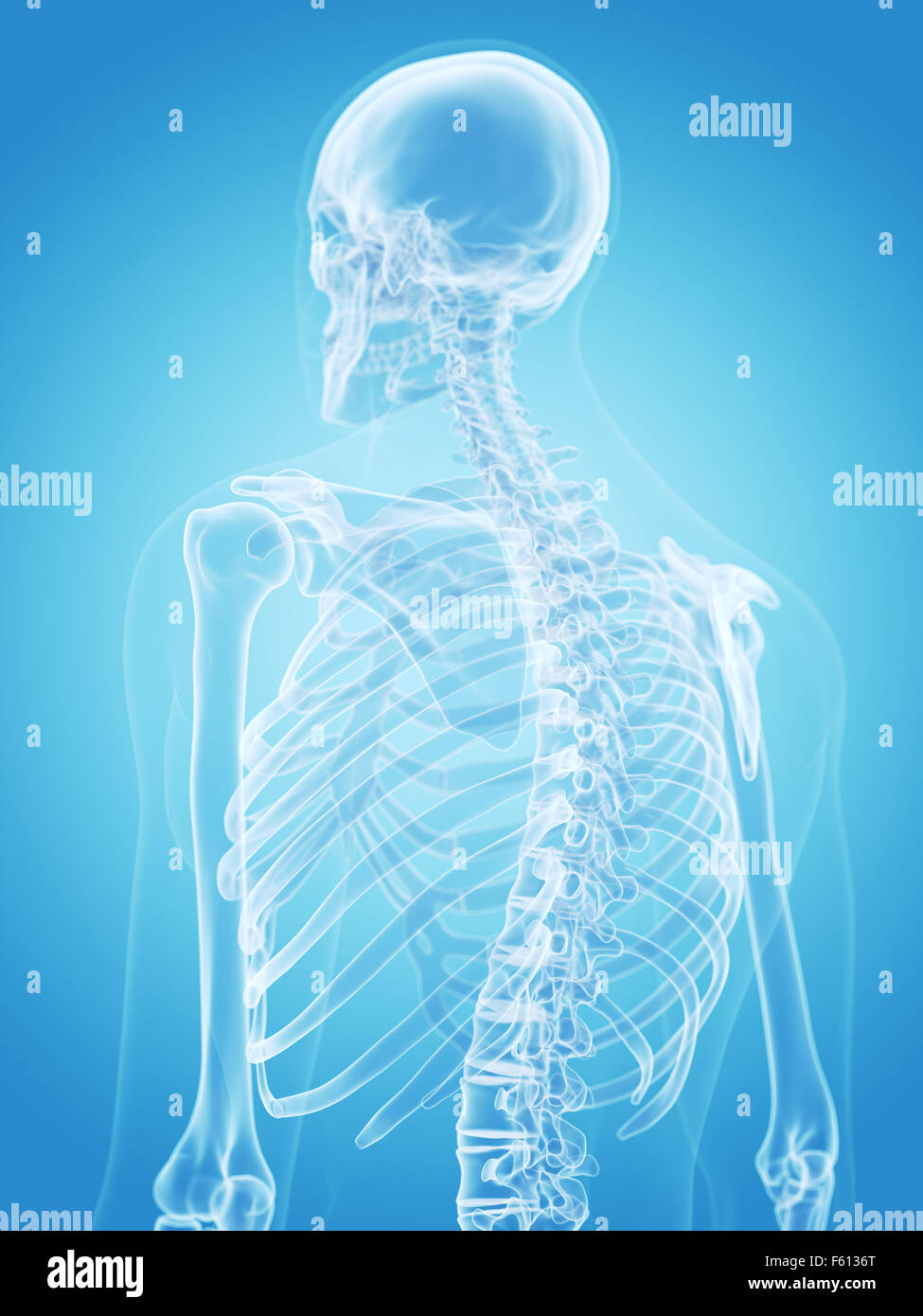 medically accurate illustration of the human skeleton - the back Stock ...