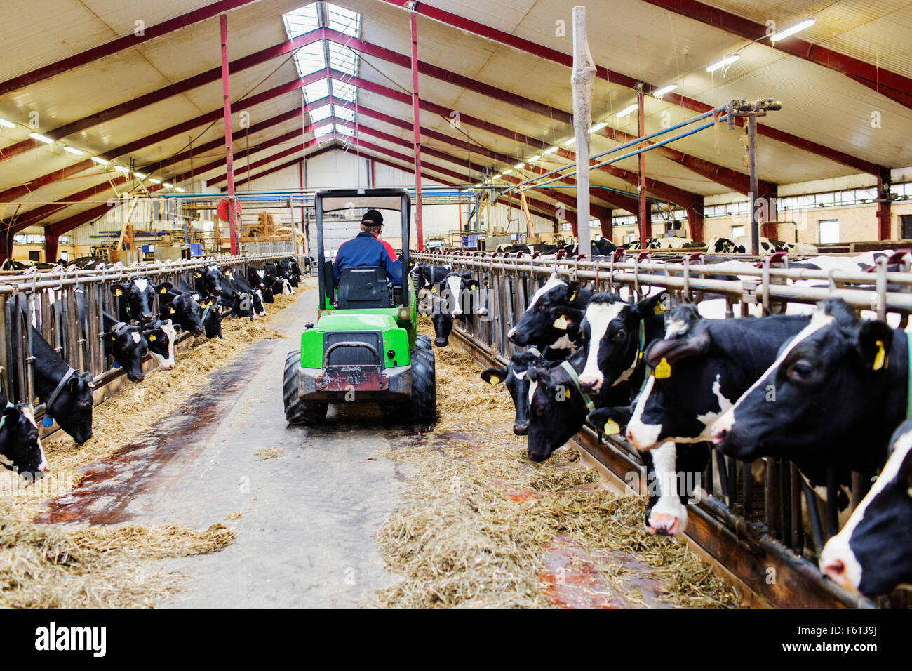 Farm worker on tractor with cows feeding at dairy farm Stock Photo Alamy