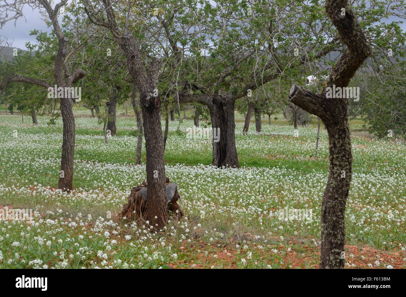 almond trees with wild candytuft (ibiris amara) near Santa Agnes de Corona, Ibiza Spain Stock Photo